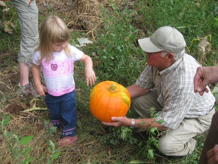 Addison Harvesting a Pumpkin with Papa3